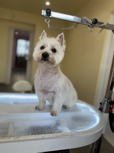 DOGSPA Salon Pielęgnacji Psów/ Groomer